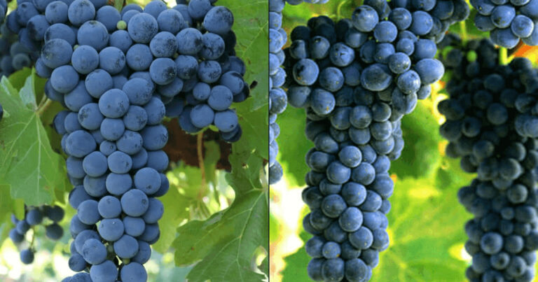 Baroota Creek Cabernet Shiraz – Lessons From The Tortoise And The Hare