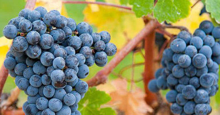 Baroota Creek Merlot – The Art Of The Prune