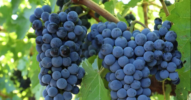 Baroota Creek Cabernet Sauvignon Is A Complex Grape That Will Not Be Rushed
