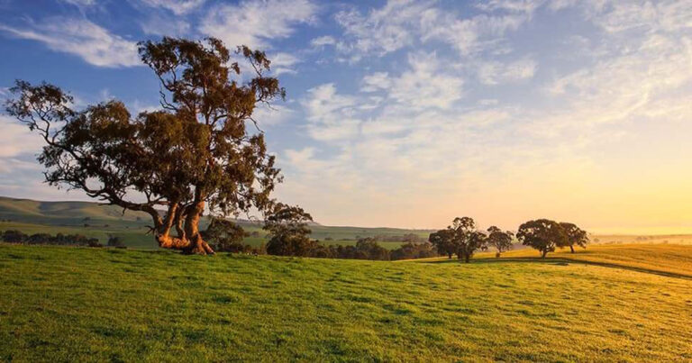 Witness History In The Emerging Southern Flinders Wine Region