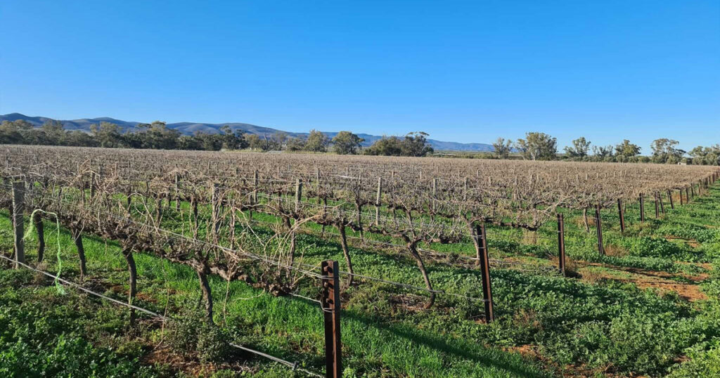 Ecology before Instagram at Flinders Run Wines